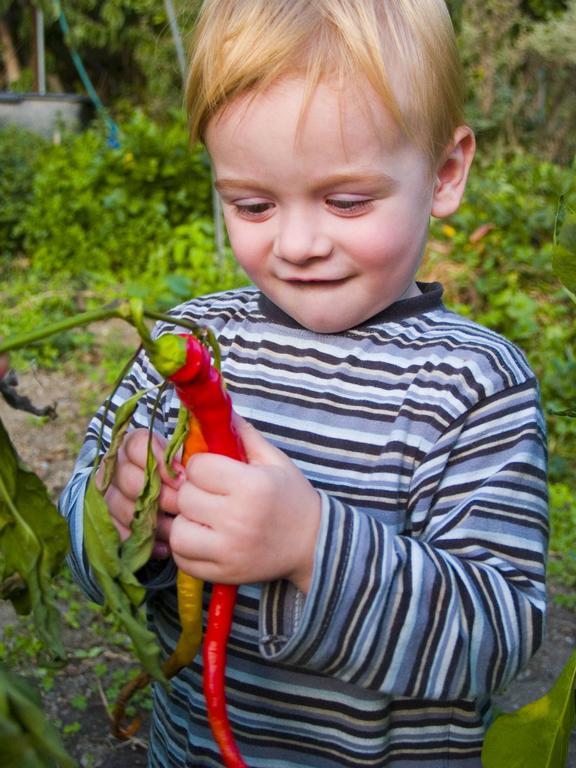 Gartenhotel & Weingut Pfeffel Dürnstein Zewnętrze zdjęcie
